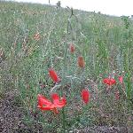 �����ܱ߷羰