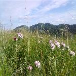 �����ܱ߷羰