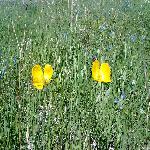 �����ܱ߷羰